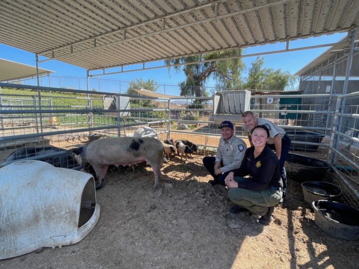 3 County Animal Officers and the piglets and sow