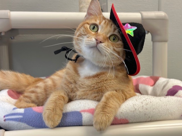 orange cat wearing cowboy hat