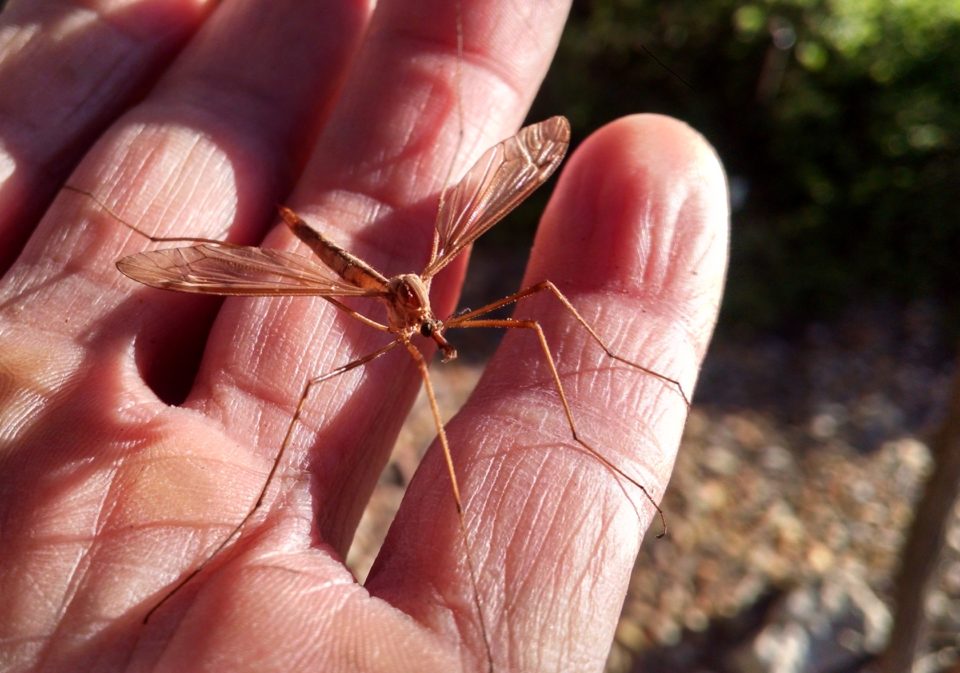 crane fly