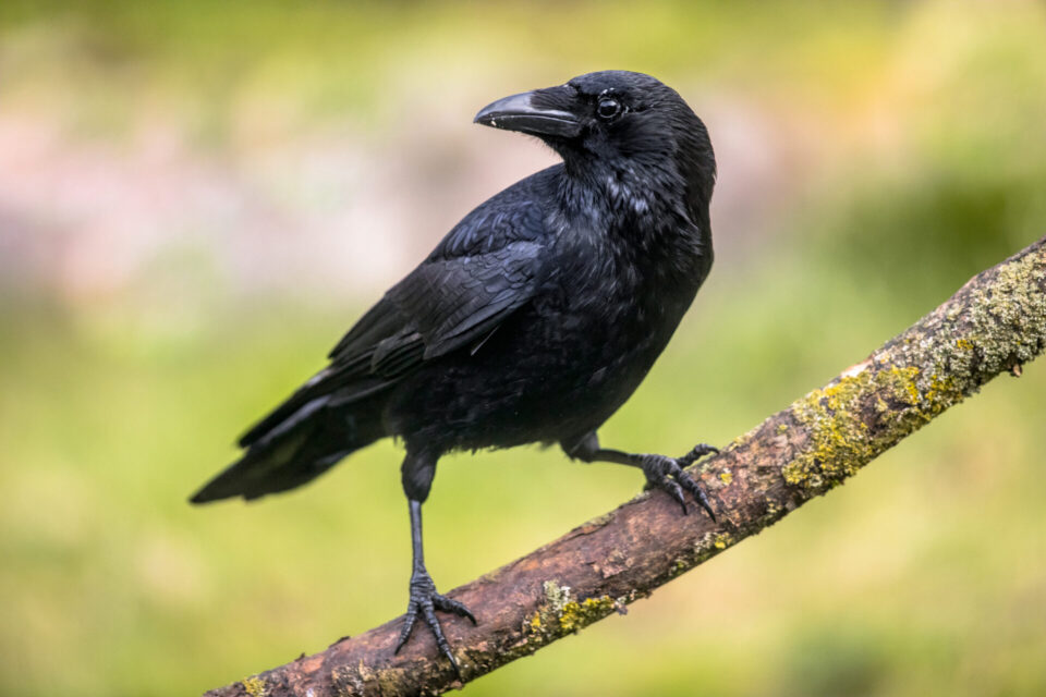 Crow sitting on tree branch.