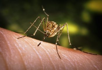 mosquito on skin