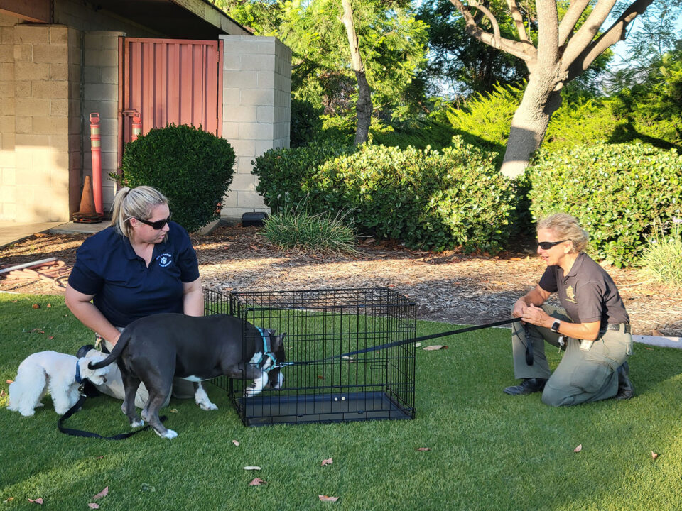 Two women try to lead a two dogs into a crate.