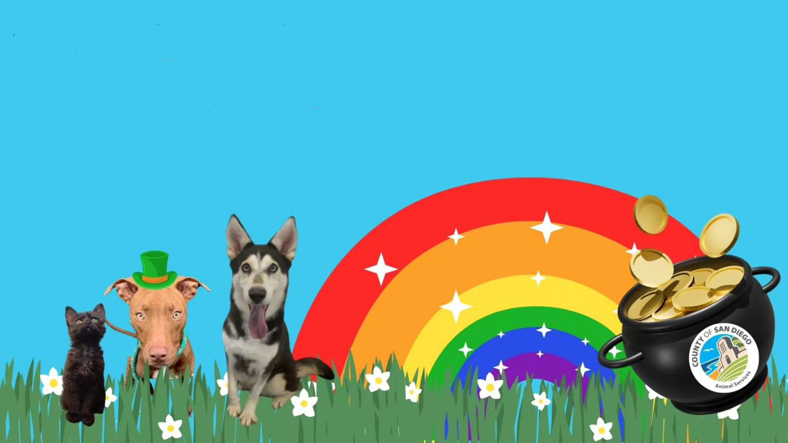 Cat, two dogs available for adoption