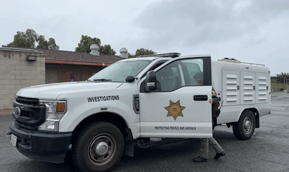 Animal Service vehicle with "investigations" on the side