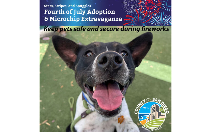 Dog with fireworks