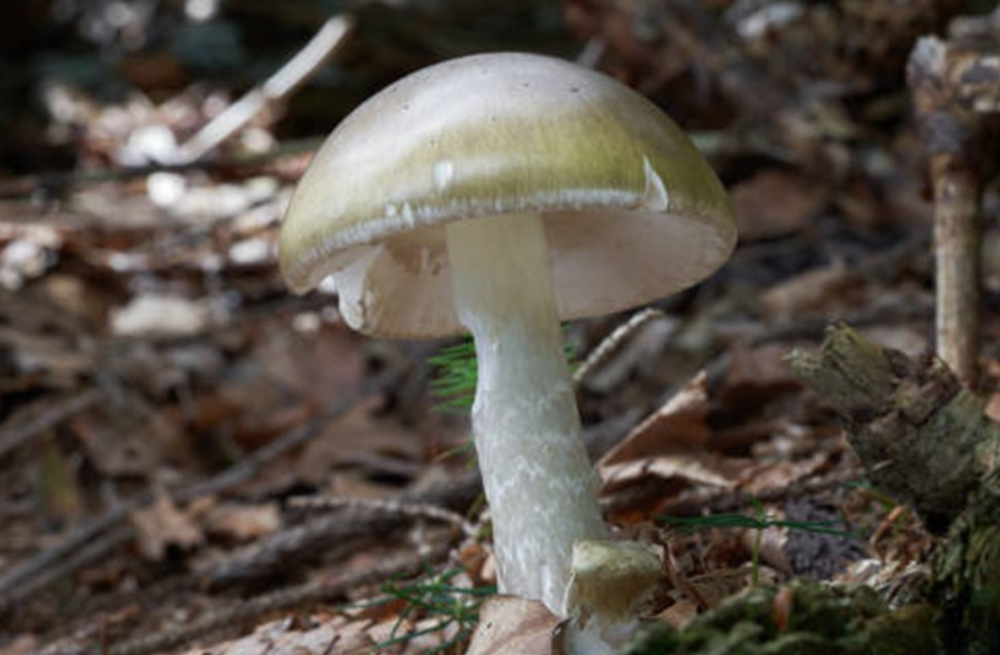 Death Cap Mushroom