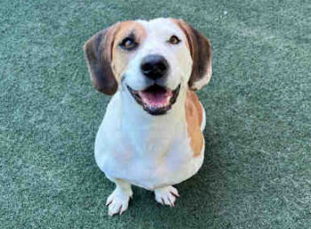 Beagle Basset Mix