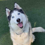 Husky dog smiling