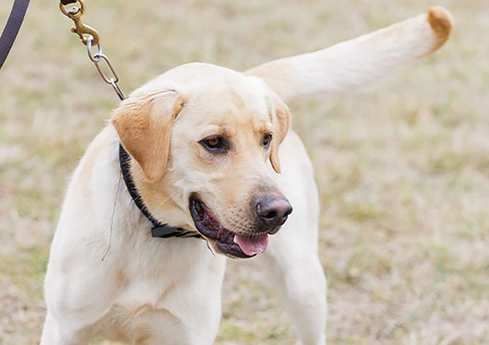 White to beige laboratory retriever