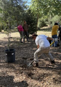 Boy digging to plant tree