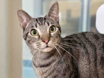 Tabby cat