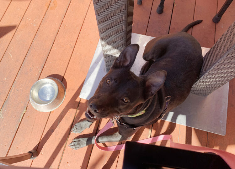 Dog sitting in shade