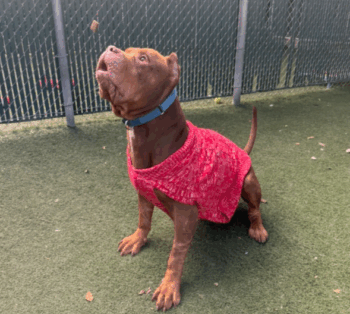 Dog in a Holiday Sweater