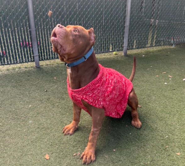 Dog in a Holiday Sweater
