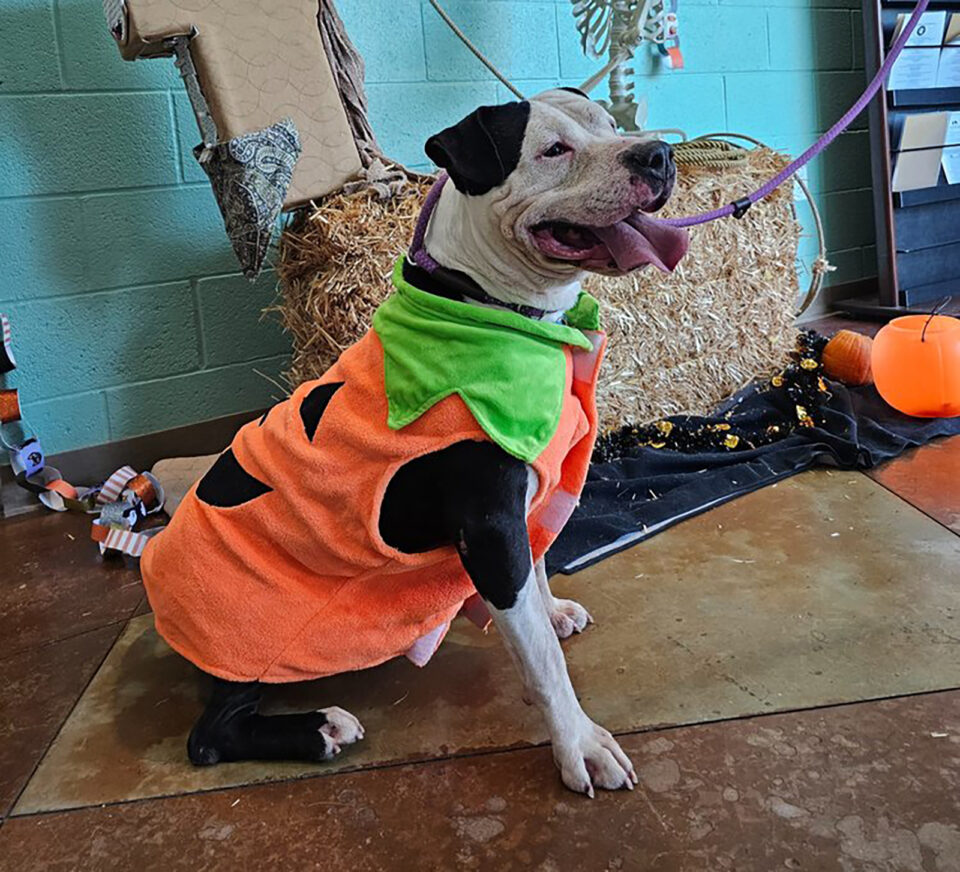 dog in pumpkin costume
