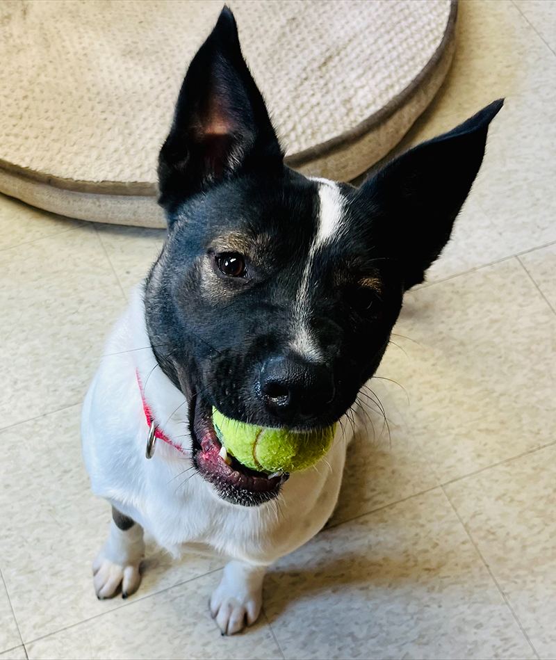 Dog sitting with ball in mouth