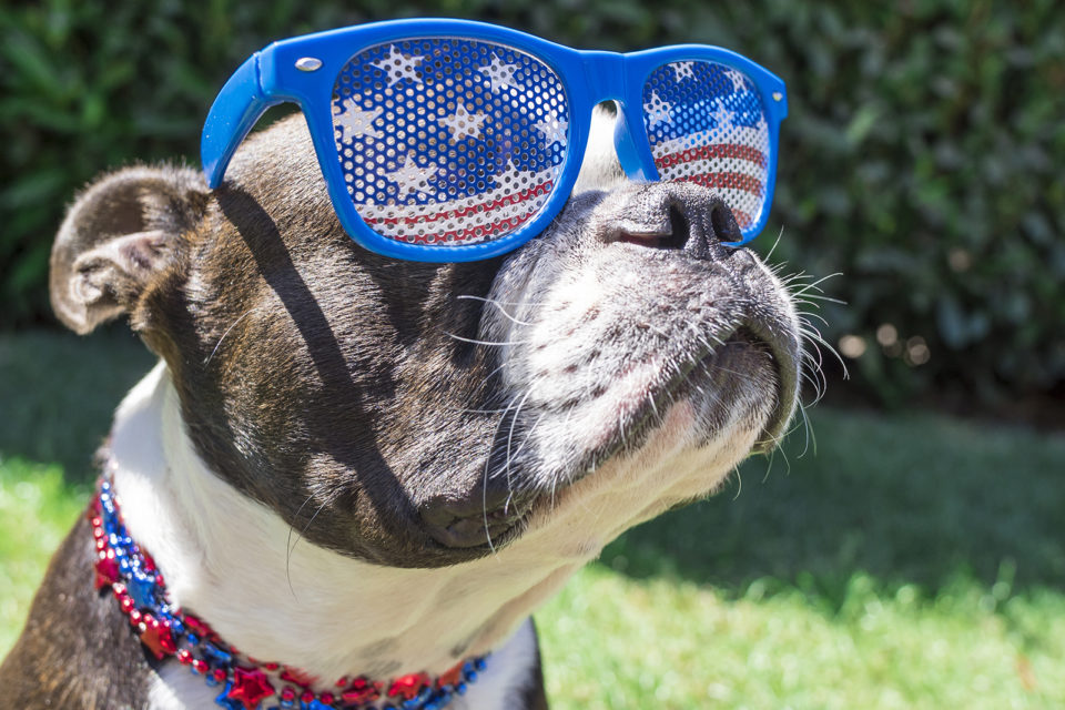 Boston Terrier wearing patriotic sunglasses