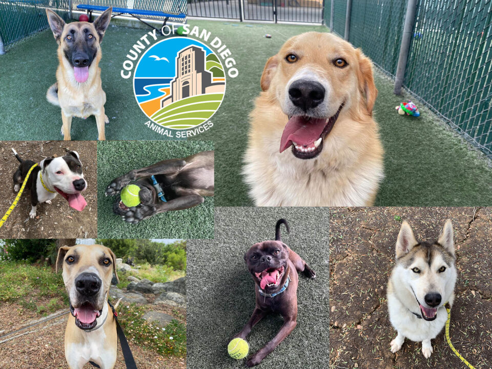 Six dogs available for adoption