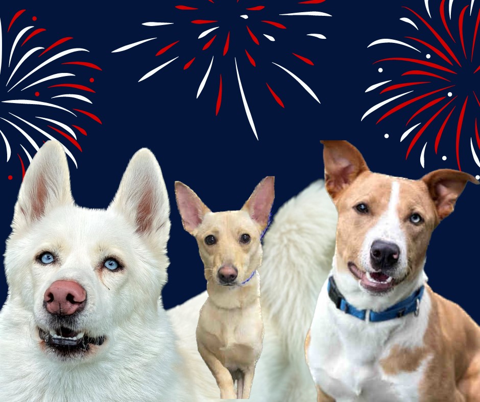 Three dogs with fireworks graphics
