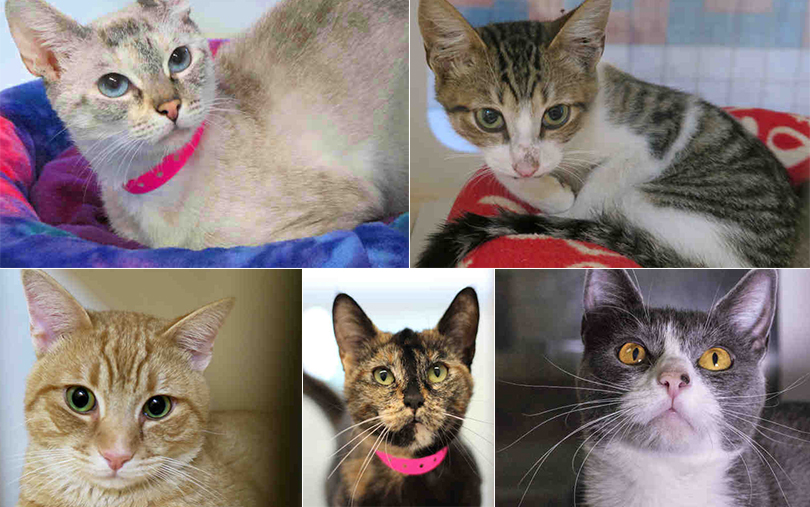100 Spay Discount Deal for Cats Ends Soon News San Diego County