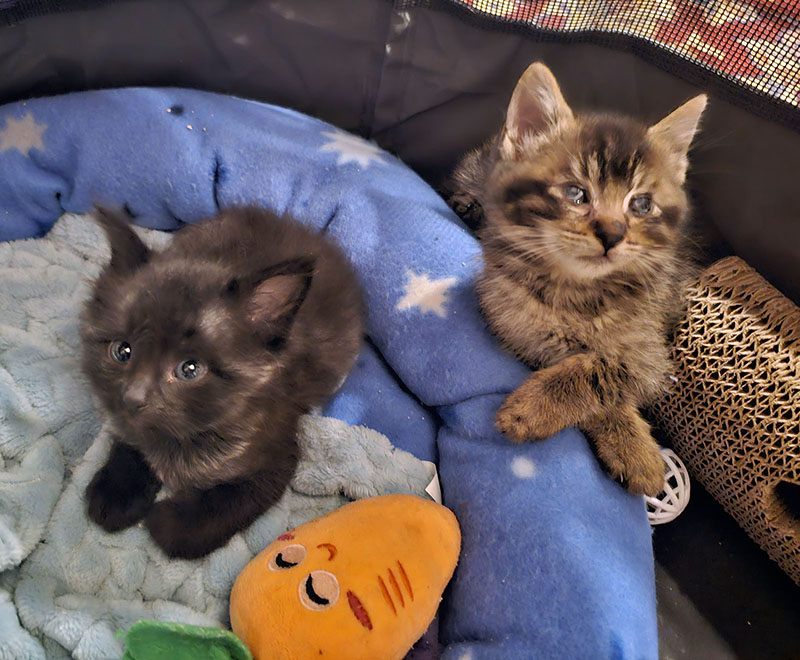 two kittens