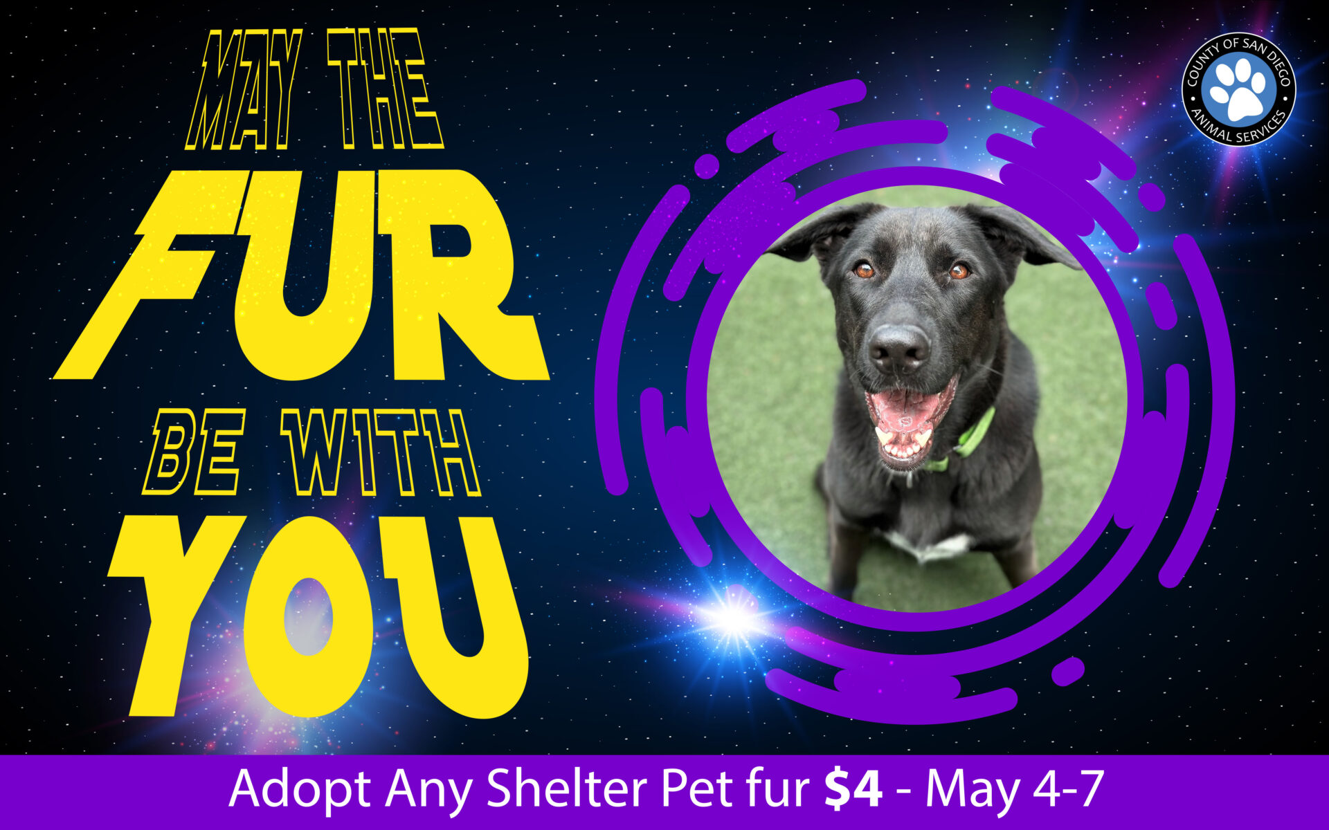 Shelter dog in space theme