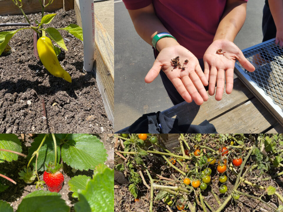 banana pepper, strawberry, cherry tomatoes, hands with soil on them.