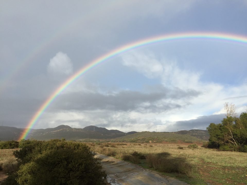 GoodanSycamoreRainbow