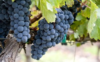 grapes