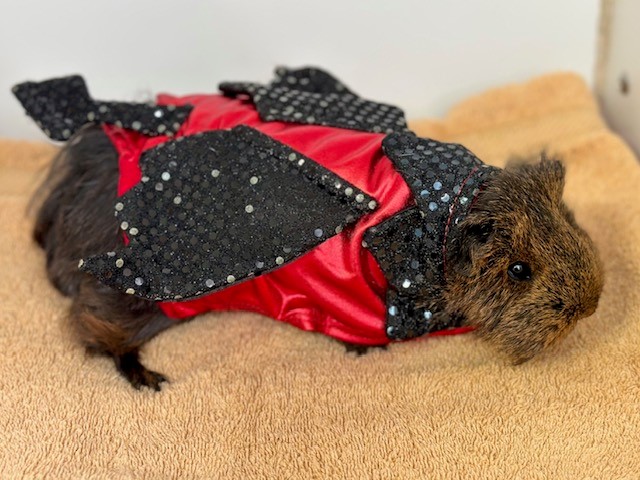 guinea pig in vampire cape