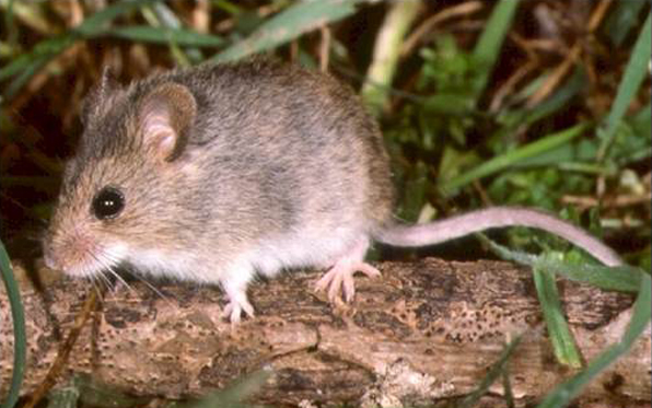 Rat tested positive for hantavirus |  News