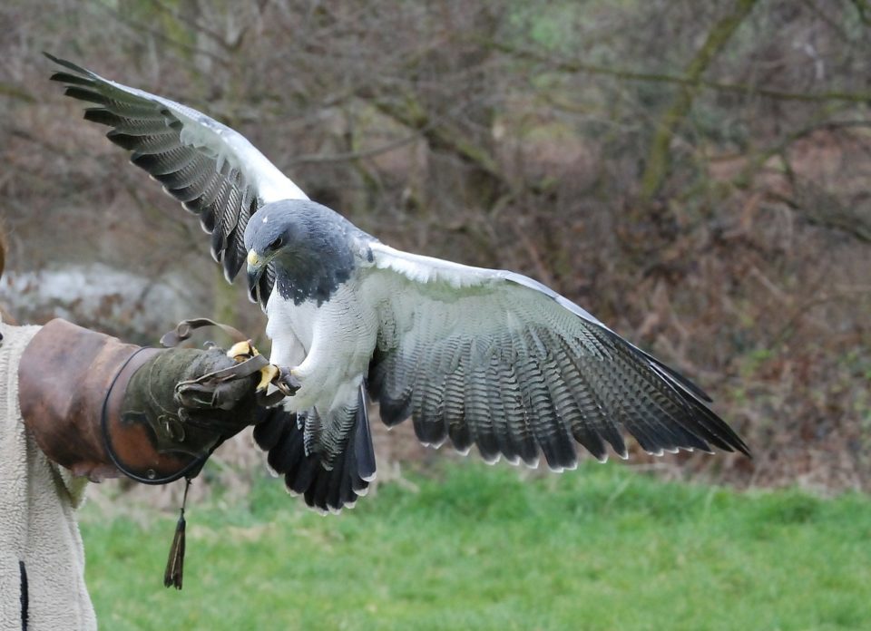 Hawk3