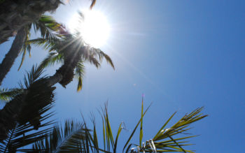 Photo of the sun in the sky with palms in the foreground