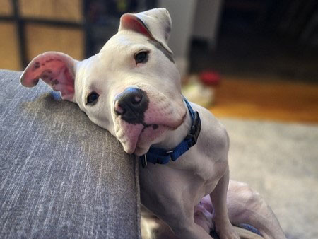 Dog doing head tilt