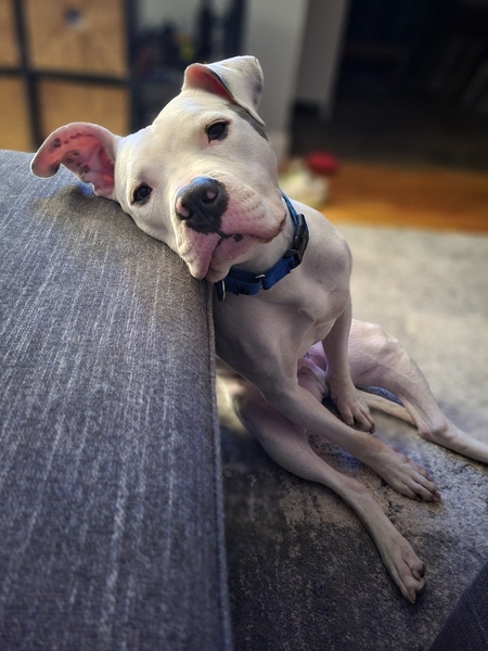 Dog available