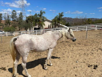 White horse