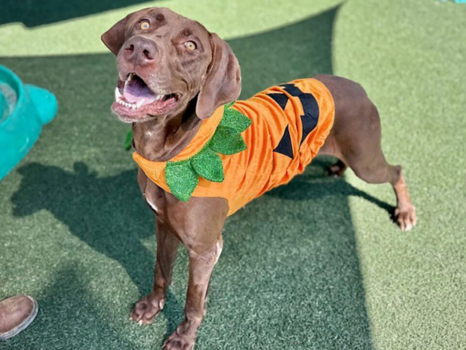 Dog in pumpkin costume