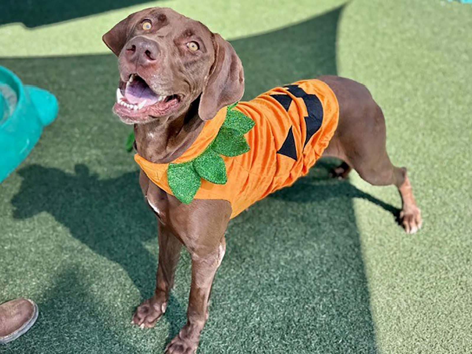 Dog in pumpkin costume
