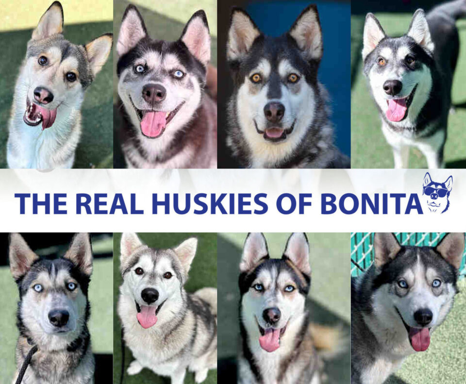 8 Husky dogs for adoption