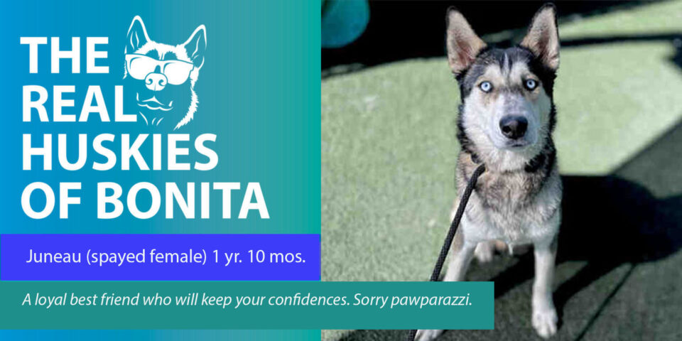 husky