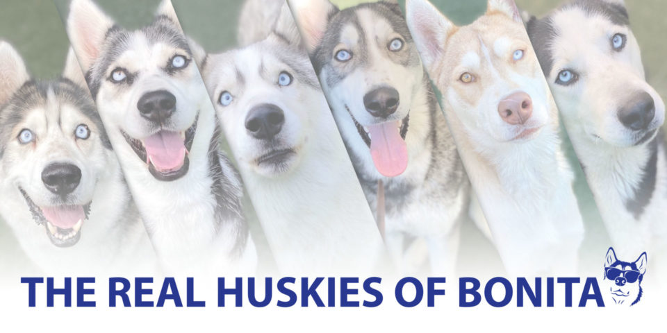 Six Huskie Dogs