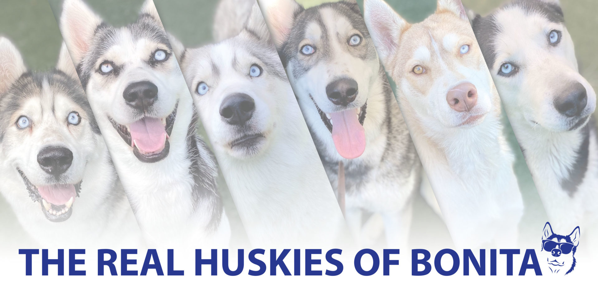 Six Huskie Dogs