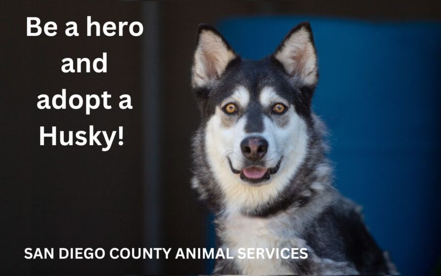 Roxy Husky