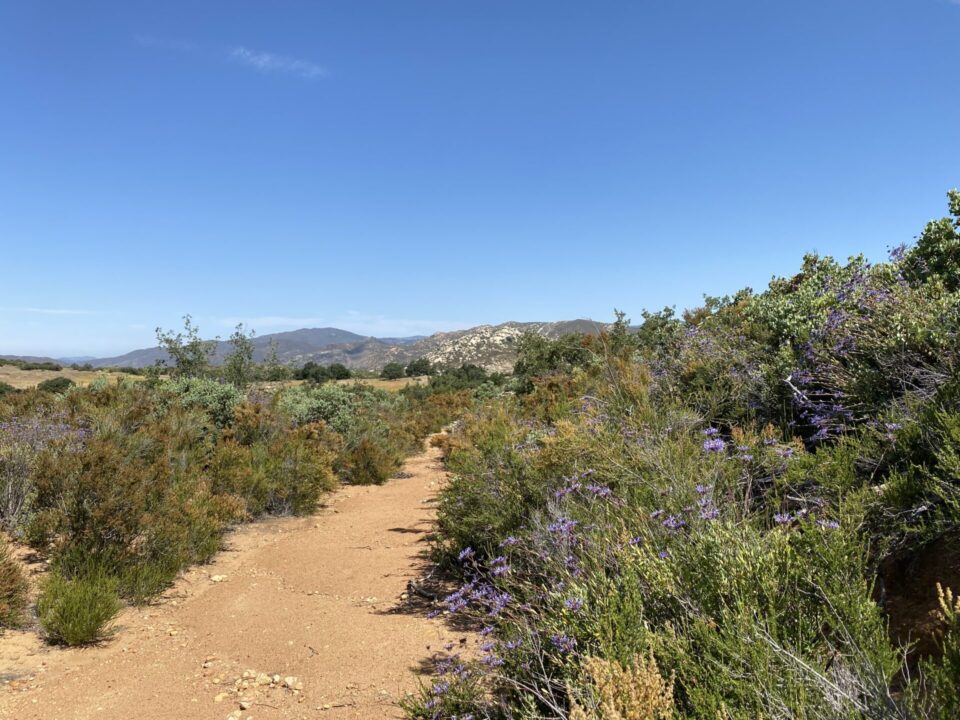 Picture of a trail in a nature preserve.