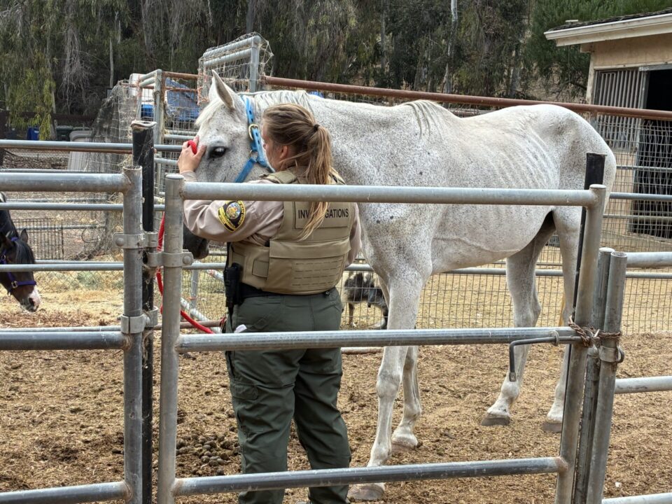 Animal control officer with a horse