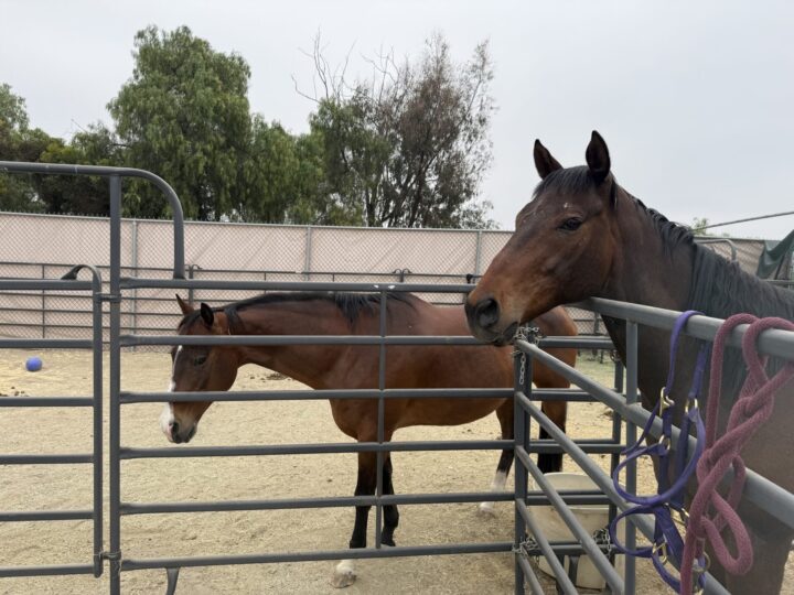 Two horses at an animal shelter