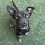 Medium black dog