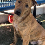 Red Brindle Dog