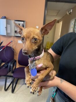 Spring Valley Woman Faces Animal Cruelty Charges