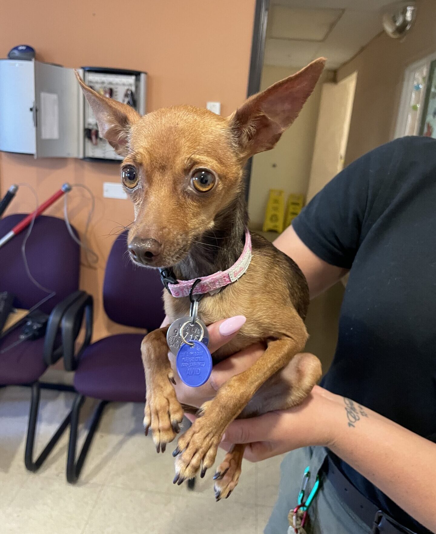 Small brown Chihuahua held in the arms of an Animal Services employee